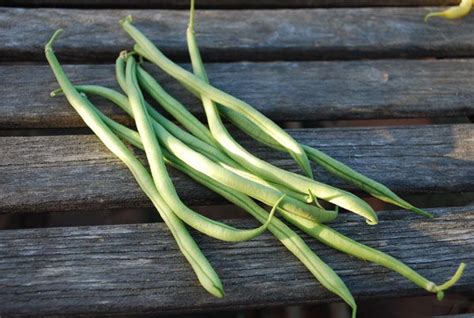 Emilee's French green bean Emilee's French green bean